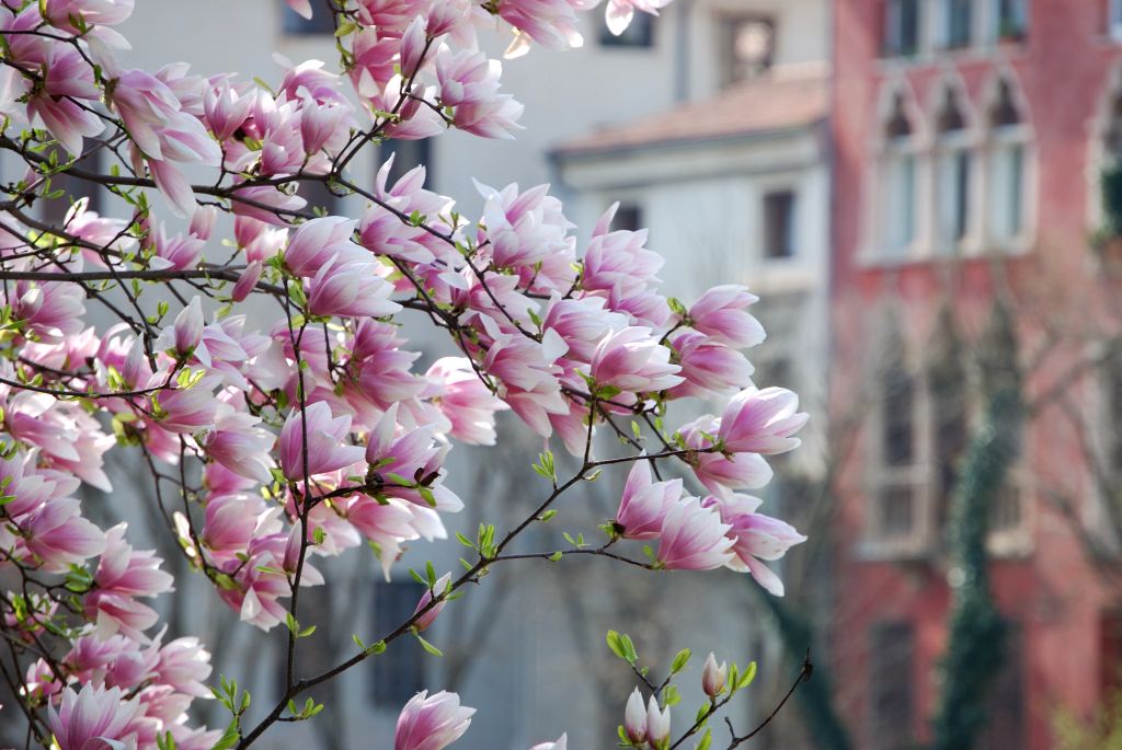 magnolia e vicenza gotica