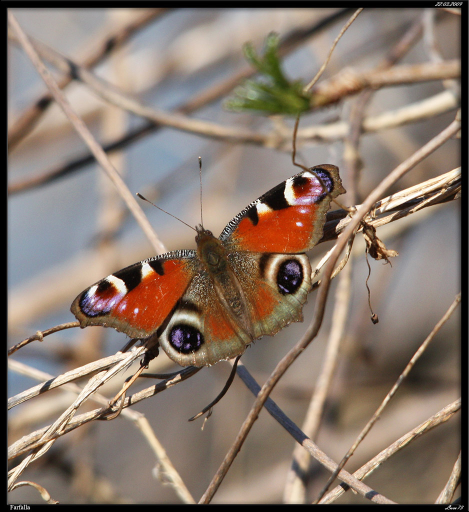 farfalla 2