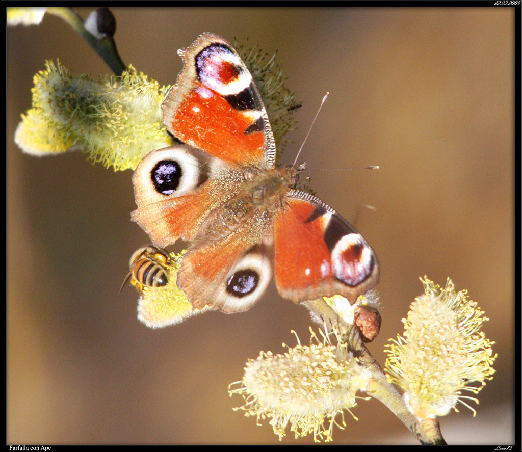 Farfalla con Ape