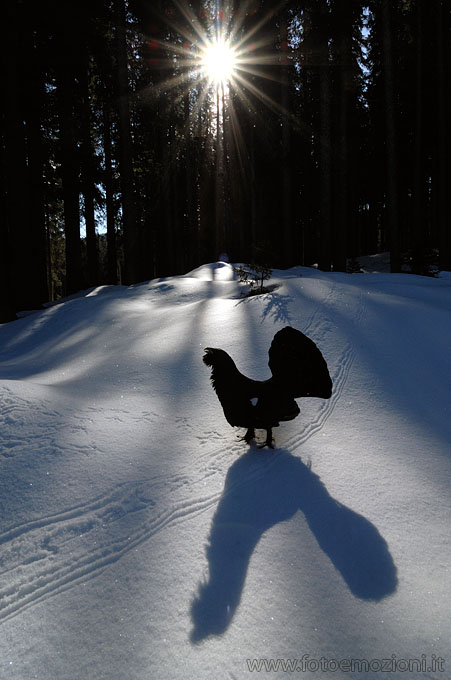 Arena del Gallo Cedrone
