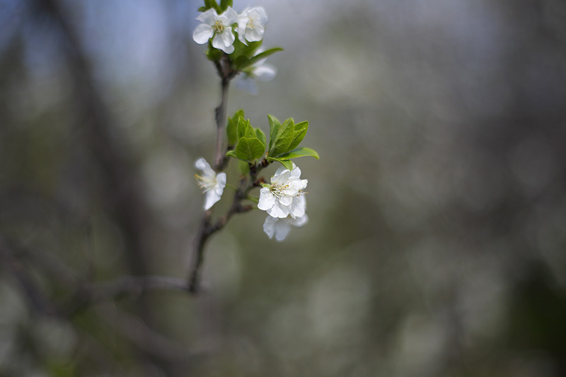 Test Zeiss Planar T* 1.4/50mm ZE X Canon