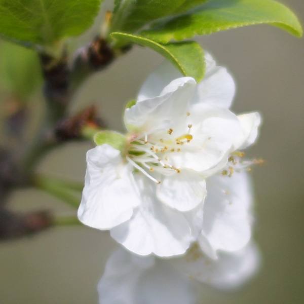 Test Zeiss Planar T* 1.4/50mm ZE X Canon