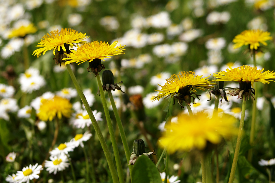 Ricrescita benvenuta