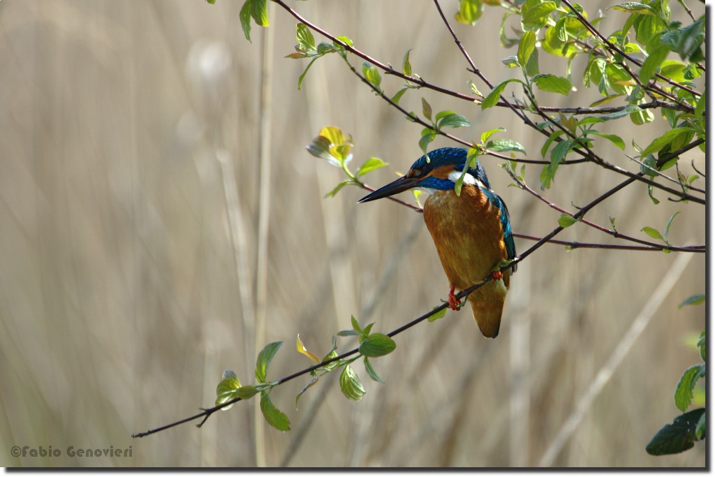 Guardingo