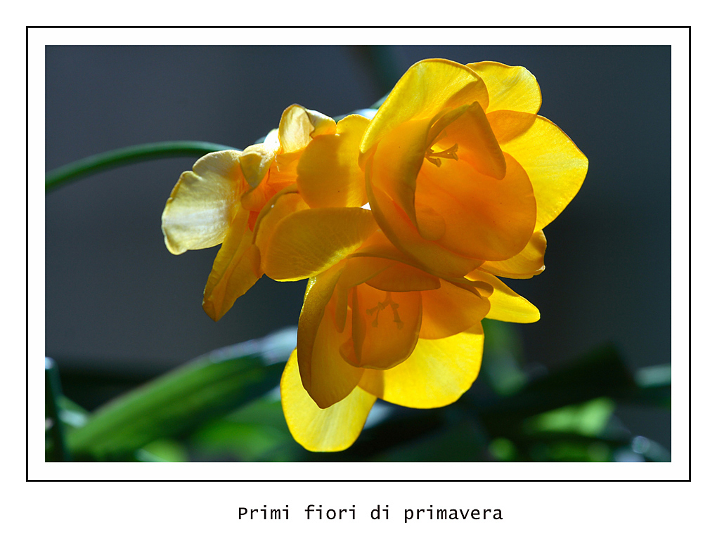 � arrivata la primavera