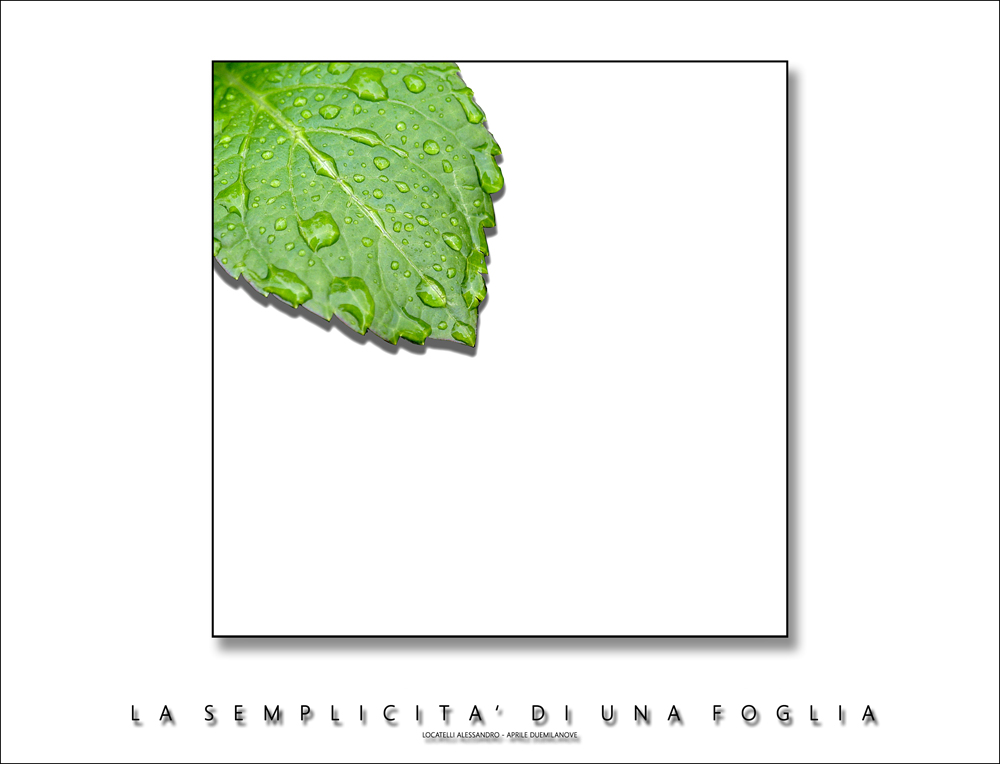 La semplicit� di una foglia