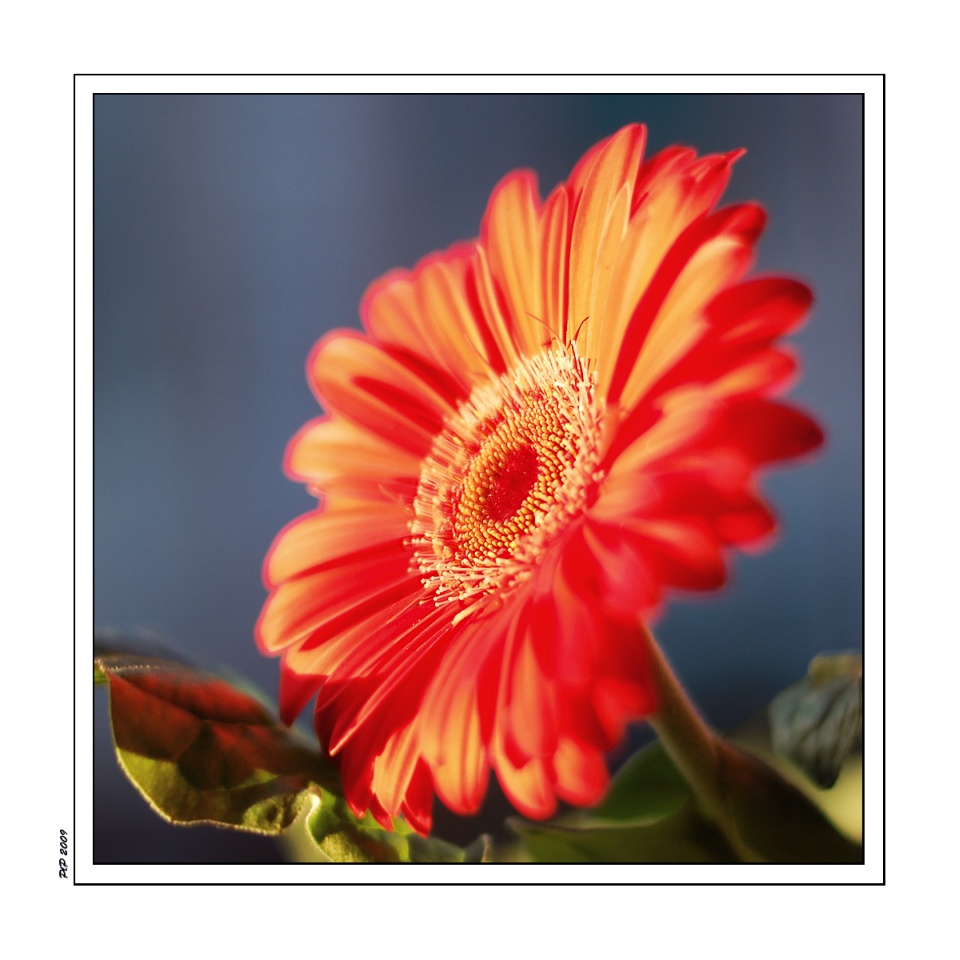 Perch� margherita � bella