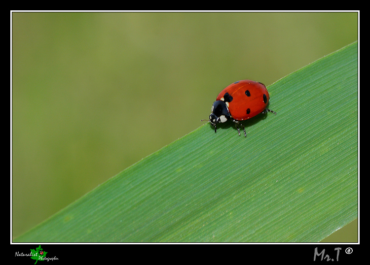 la prima coccinella....