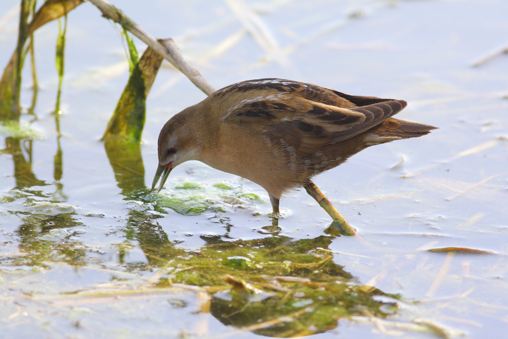Schiribilla(stavolta � la femmina)