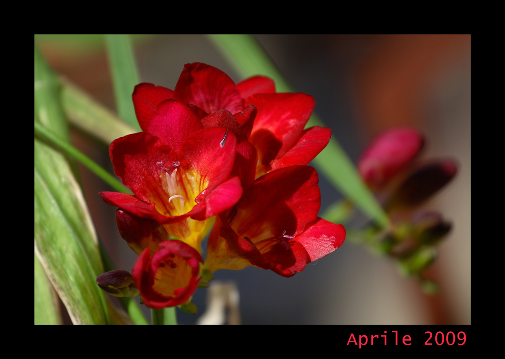 un altro fiore di primavera