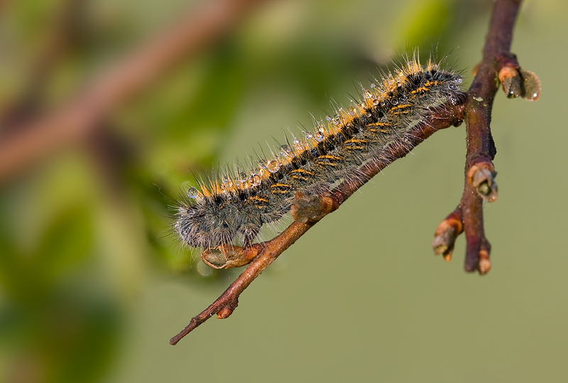 ...prima macro della stagione !