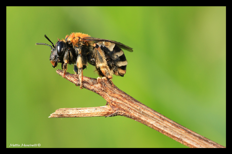 Colletes Succintus
