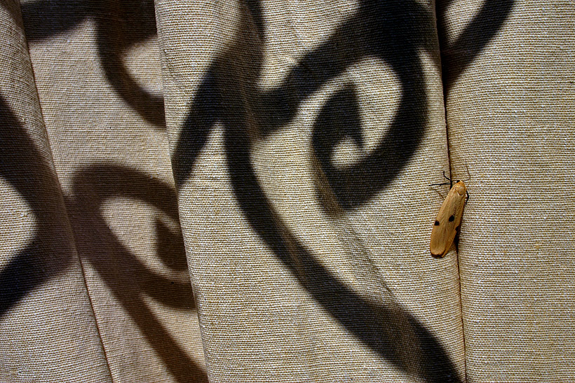 Ombre come ghirigoghi voli di farfalla