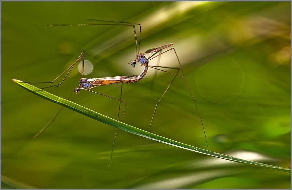 Accoppiamento al Vento..