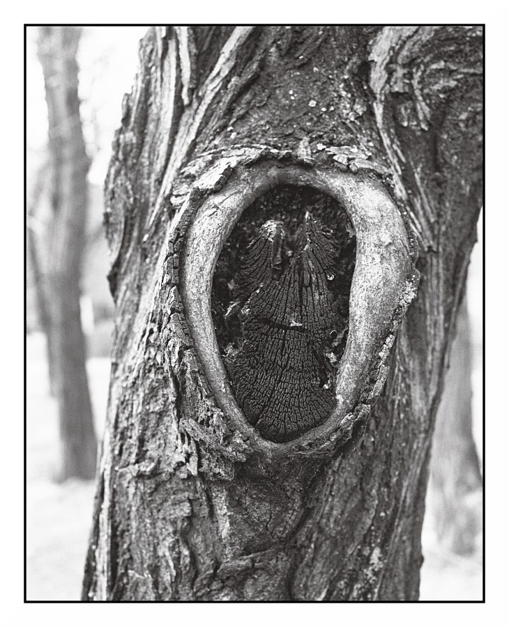 La bocca dell'albero