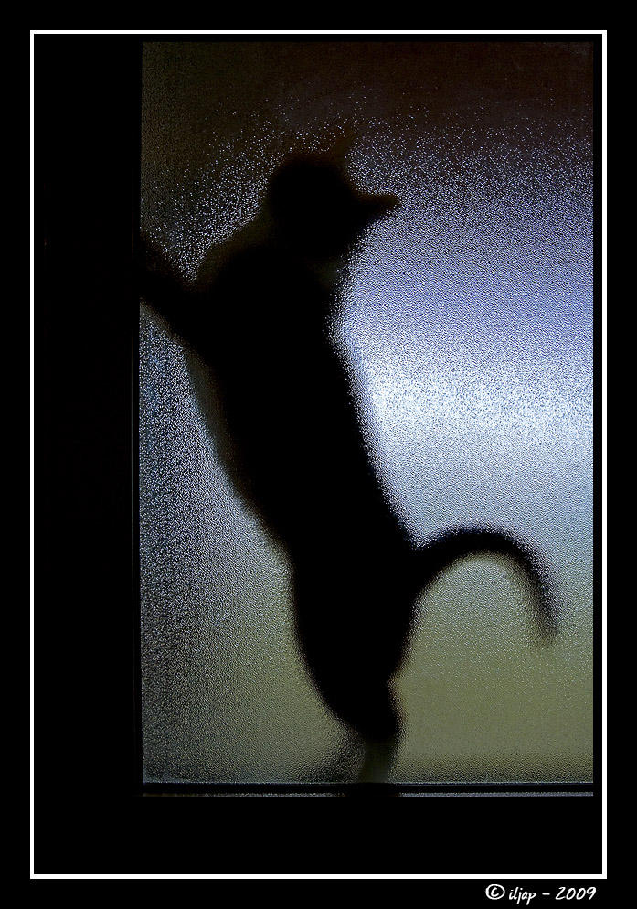 gattp in trasparenza