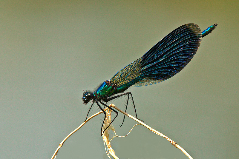 Calopteryx splendes