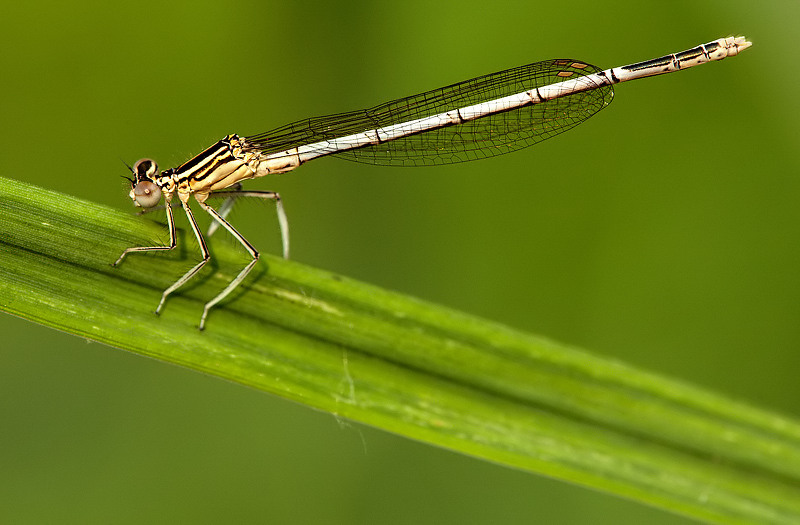 Platycnemis pennipes (f)