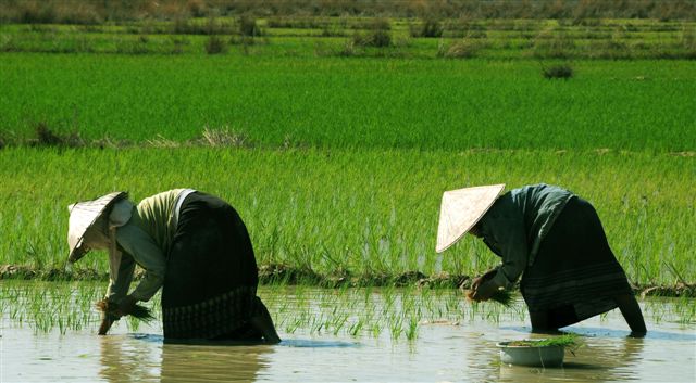 mondine alle 4000 islands (sud Laos)