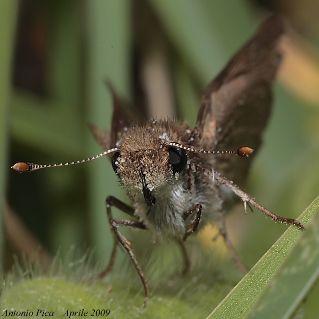 Che hai da guardare??