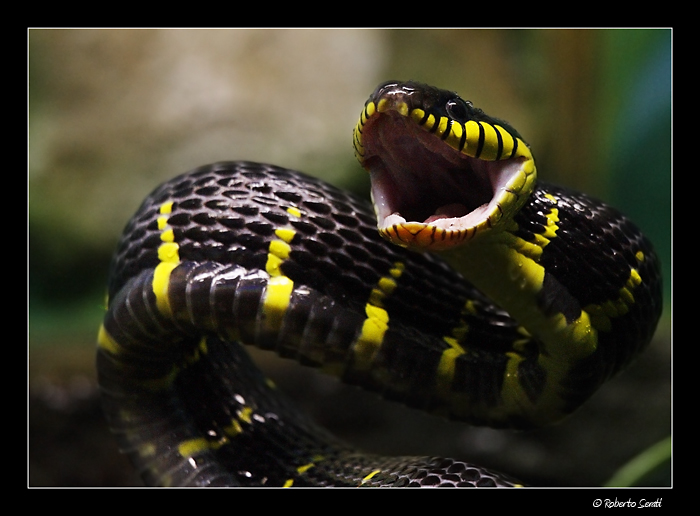 Serpe delle mangrovie