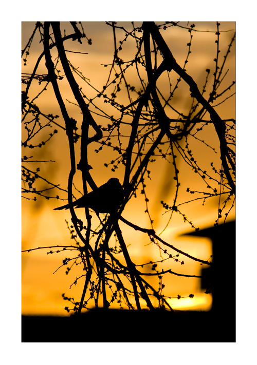 Aggrappato al tramonto