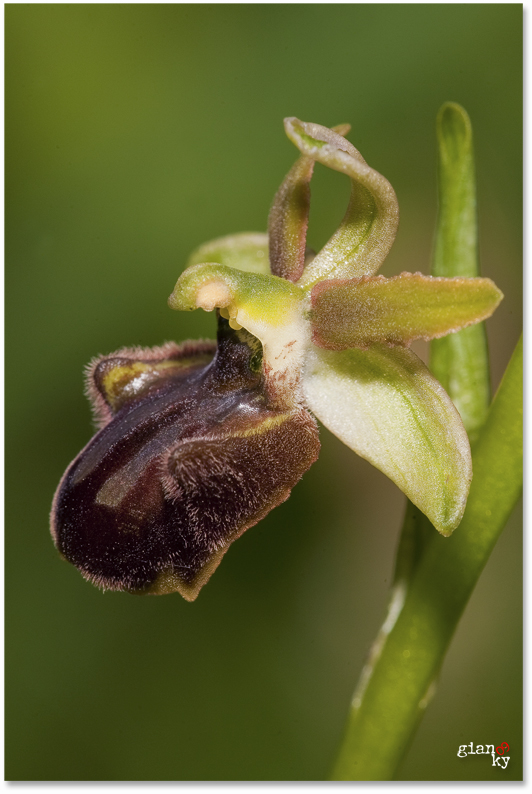 orchidea spontanea