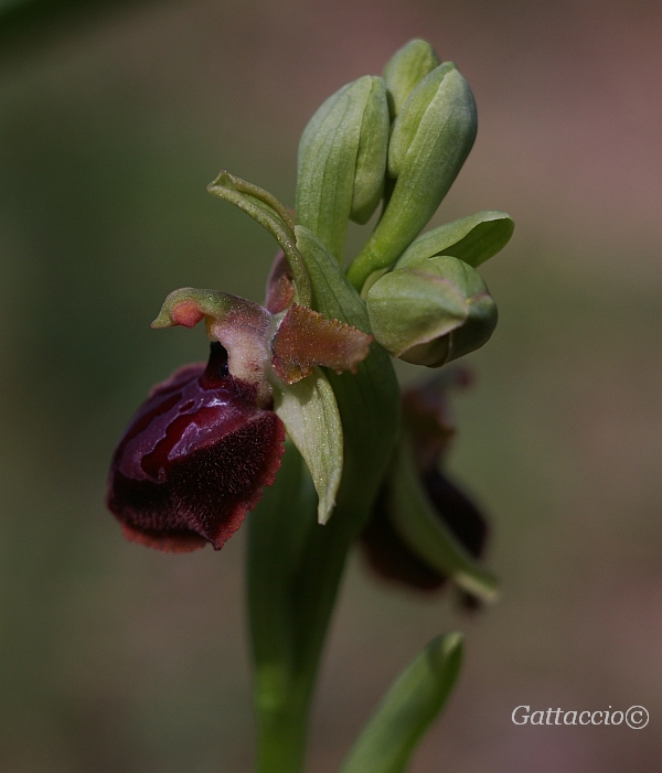Ophrys Sphegodes 2