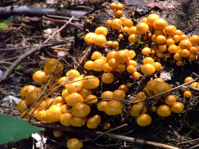 famigliola di funghi