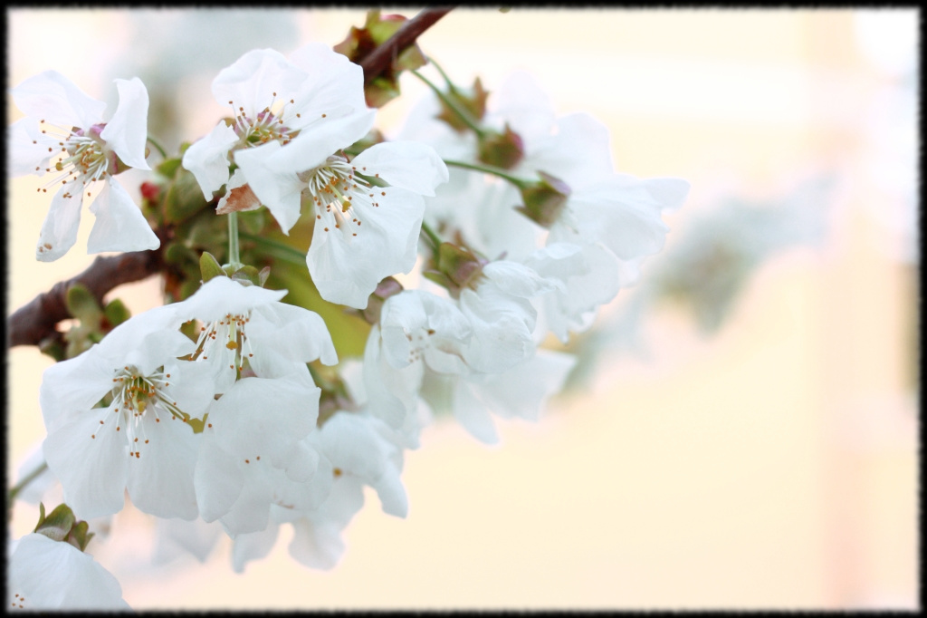 Ciliegio e primavera