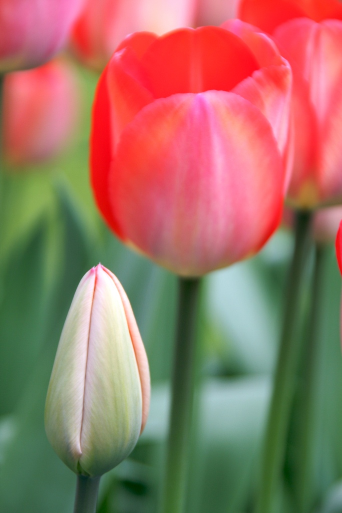 Tulipani a Keikenhof - 2