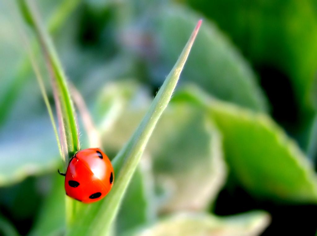 Coccinella