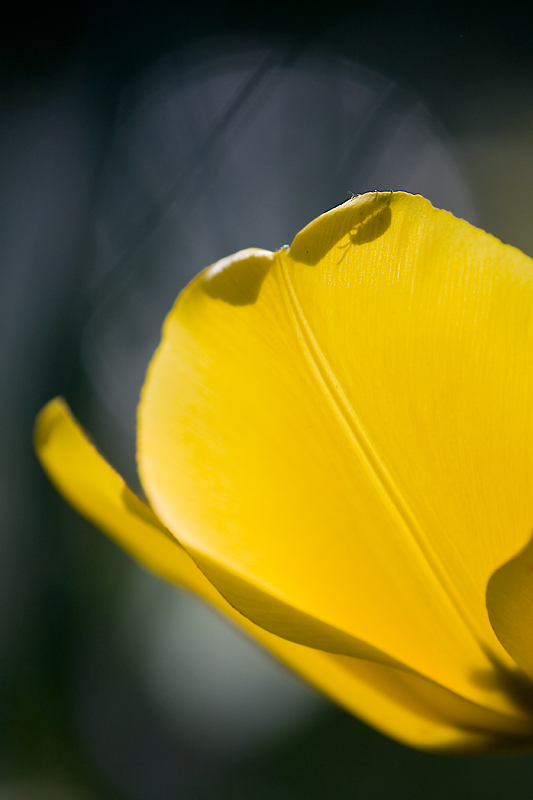 la signora in giallo