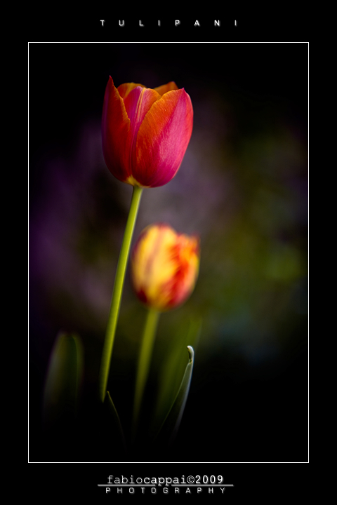 :: TULIPANI... [01-01]