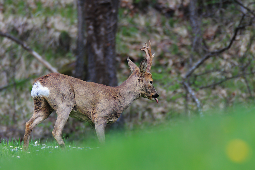 Capriolo Slinguaccione ^_^