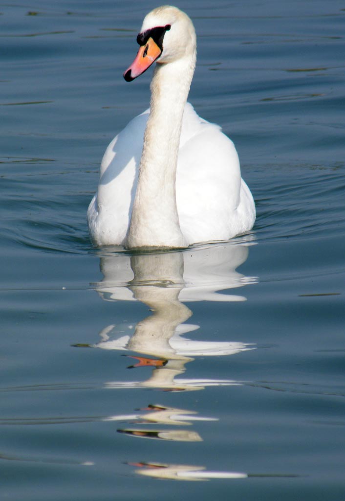 il brutto anatroccolo!!!