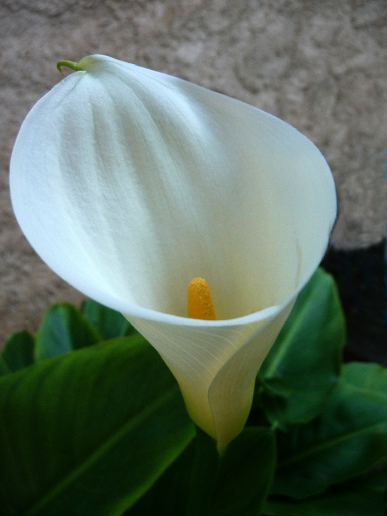 LA CALLA...RITORNA