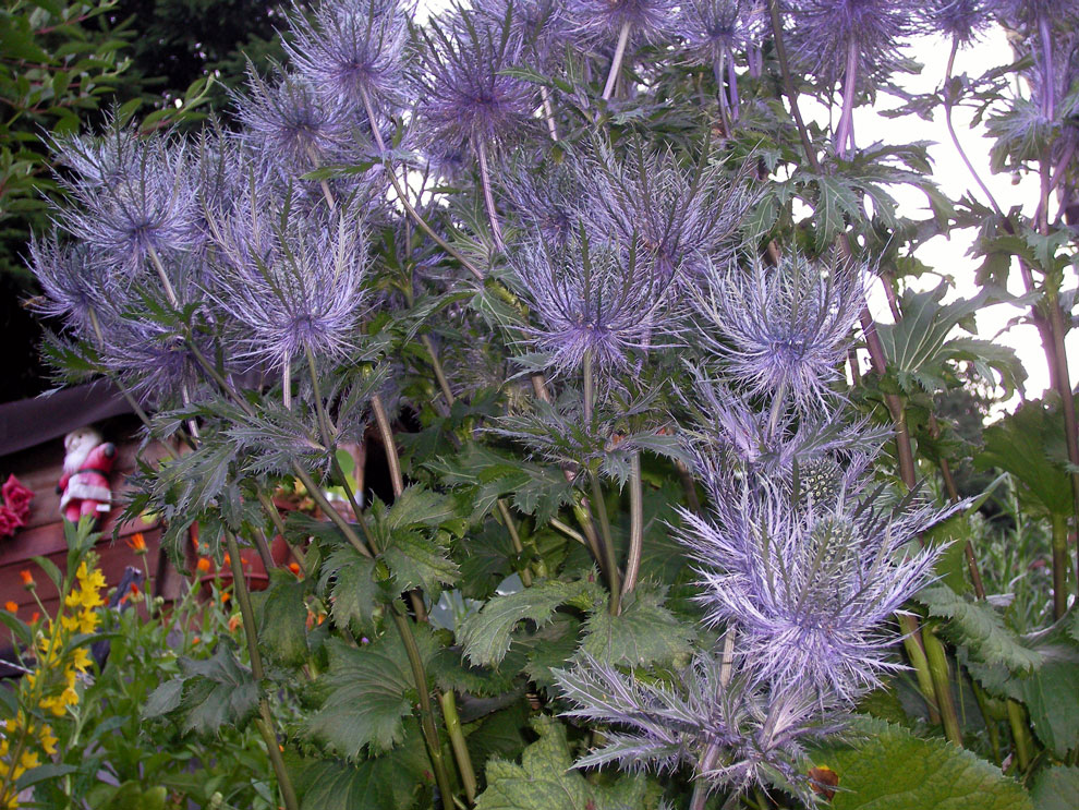 026 agosto 08  FIORI