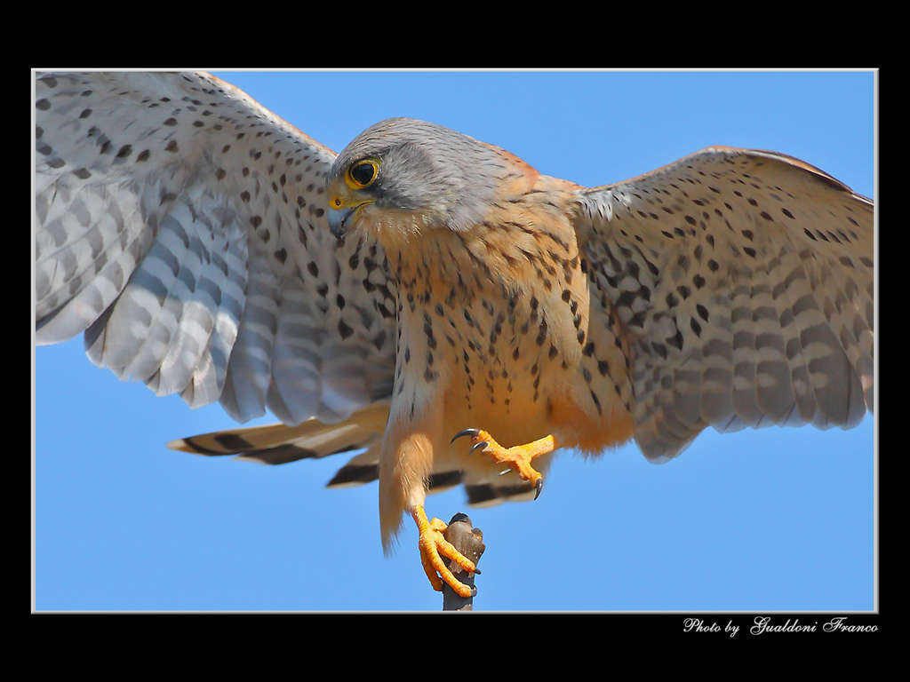 Primo piano di un gheppio