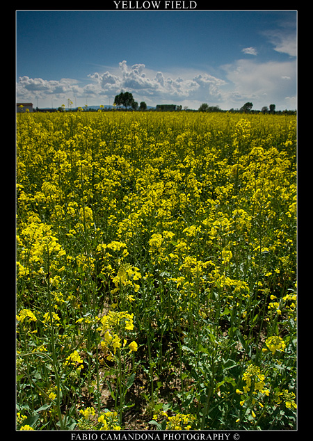 yellow field