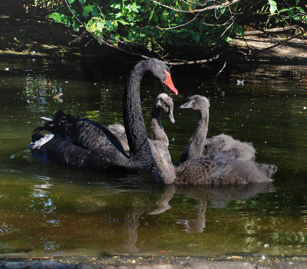 I brutti anatroccoli