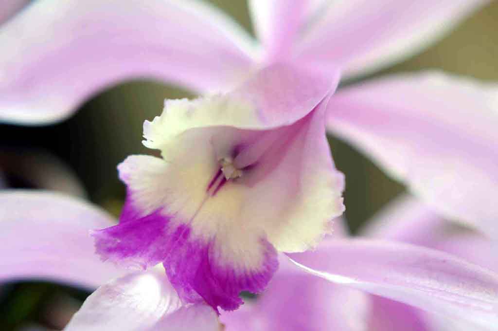 Orchidea 4