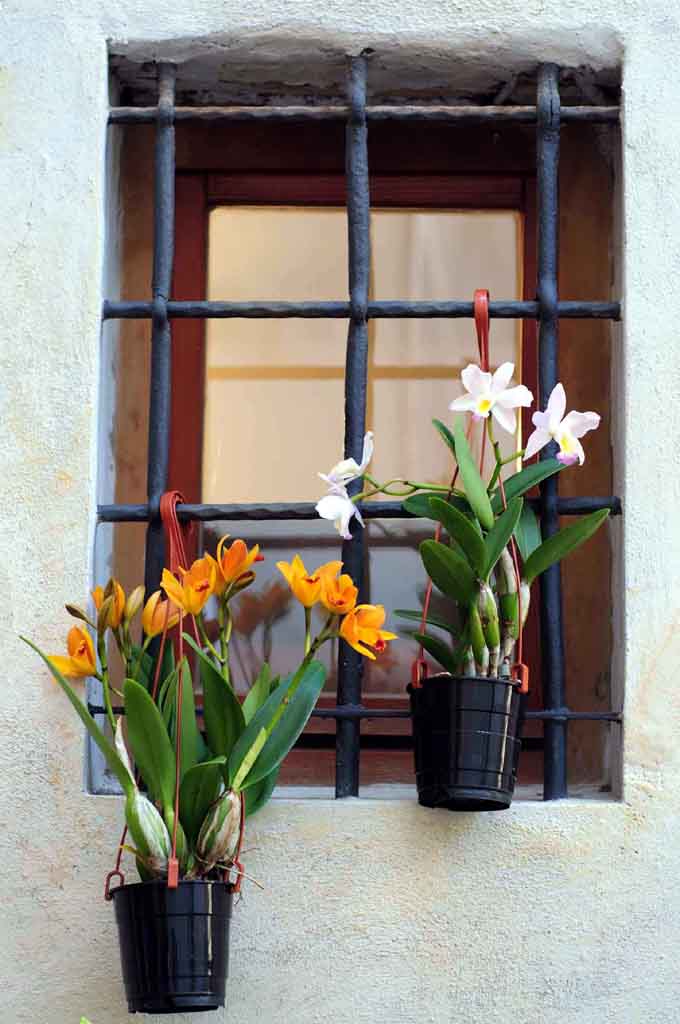 Orchidee alla finestra