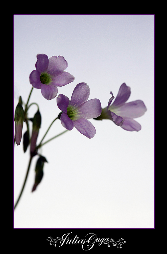 chinese-like flower3