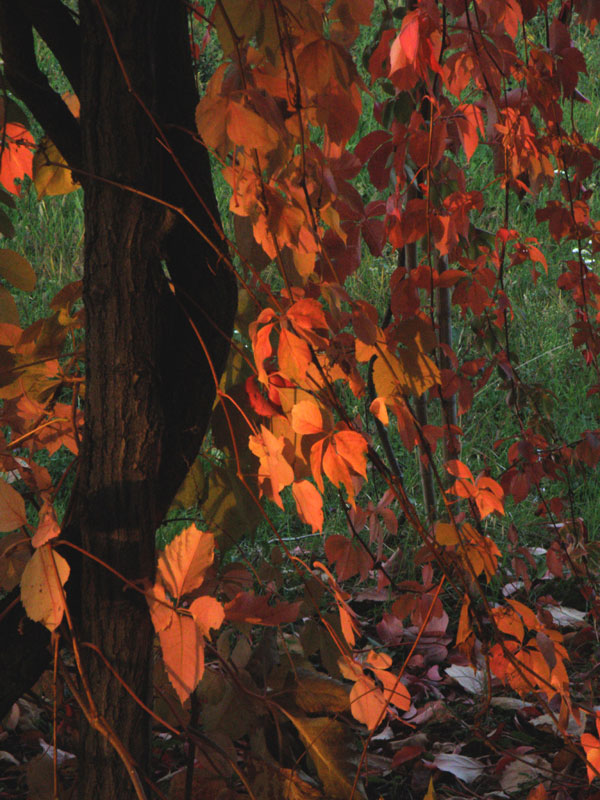 nel bosco al tramonto