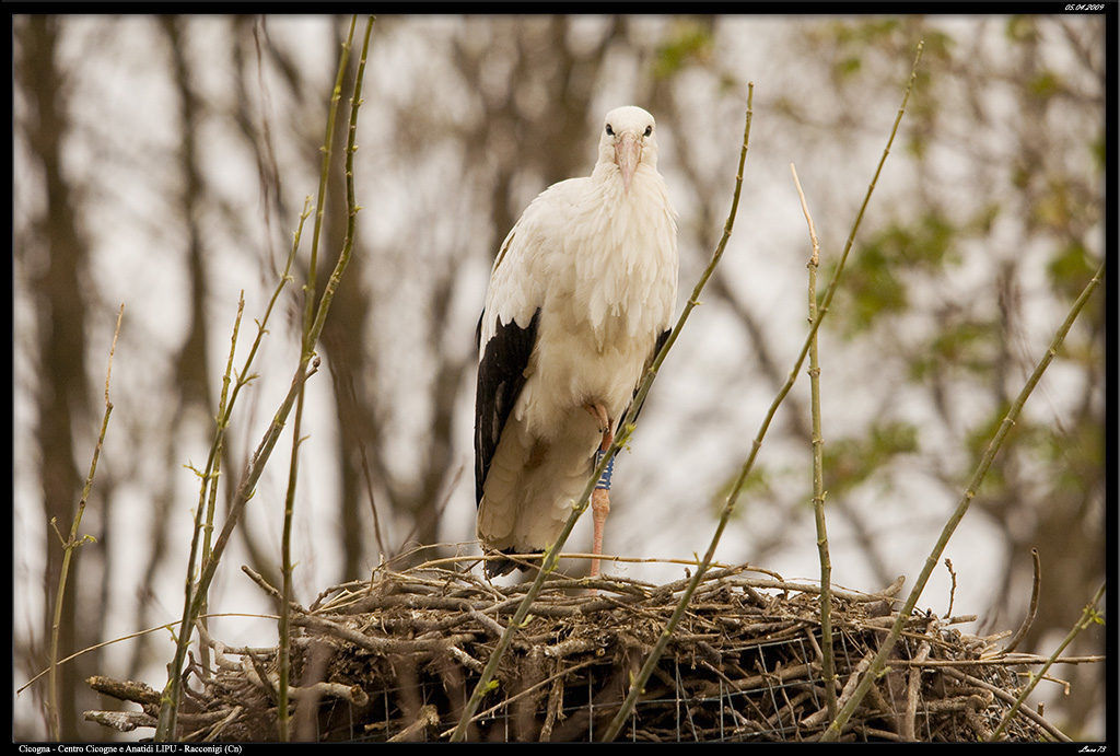 Cicogna 04