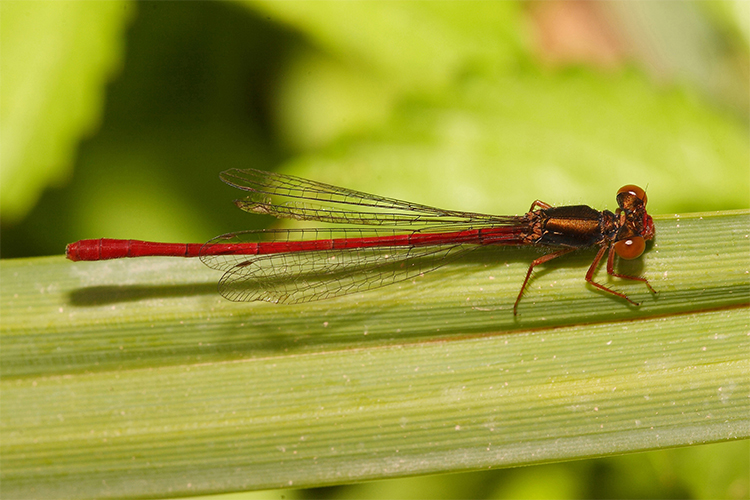 ...sempre dalla serie...