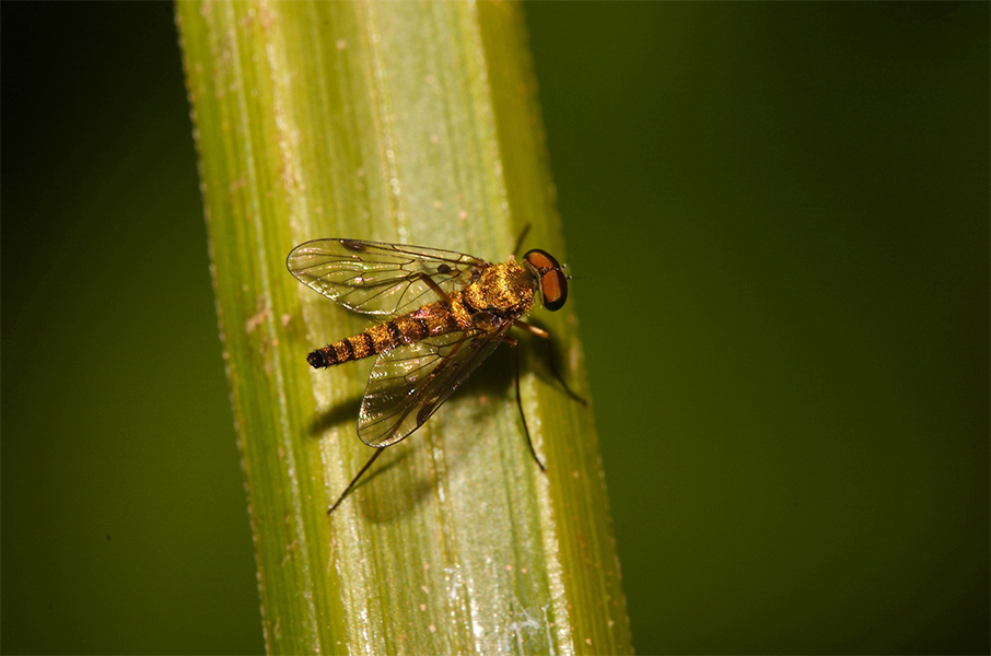 ...un vestito tutto d'oro...