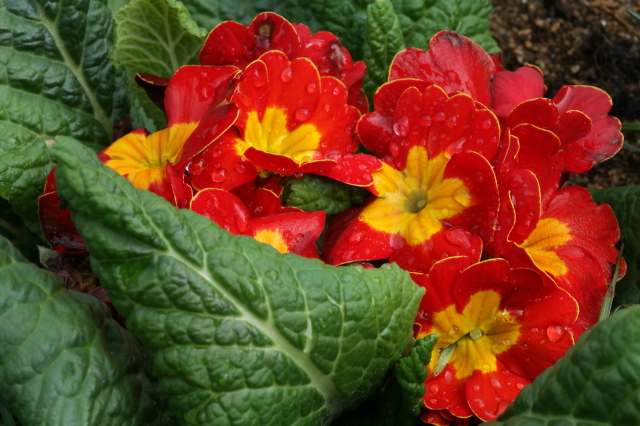 primula 1