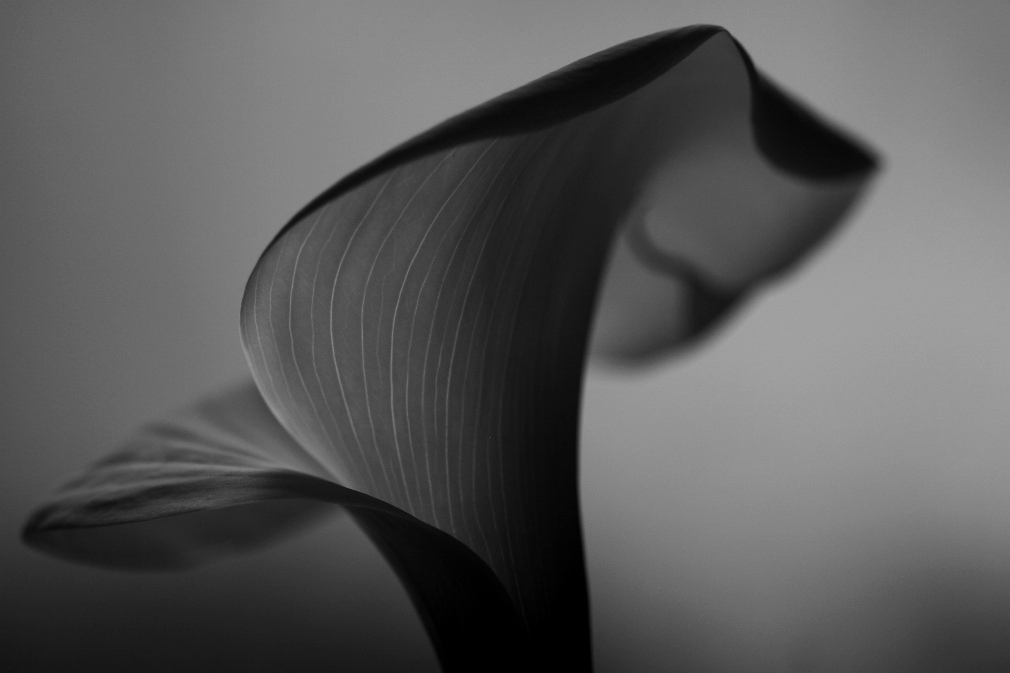 calla_bw